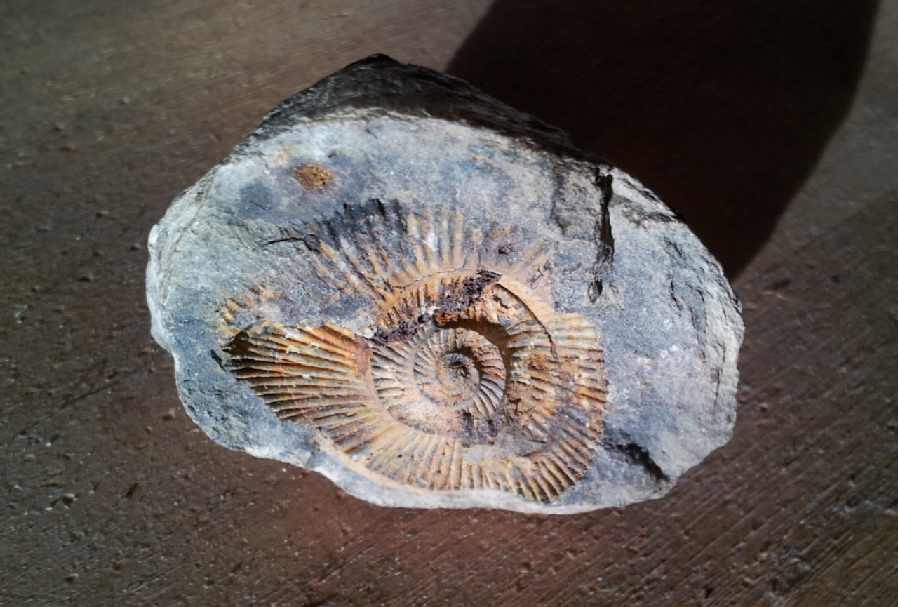 Instant fossilization?